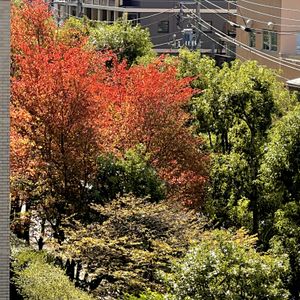 ヤマザクラ,秋晴れ,ベランダからの景色,素敵な色合い,素敵な出会いに感謝の画像