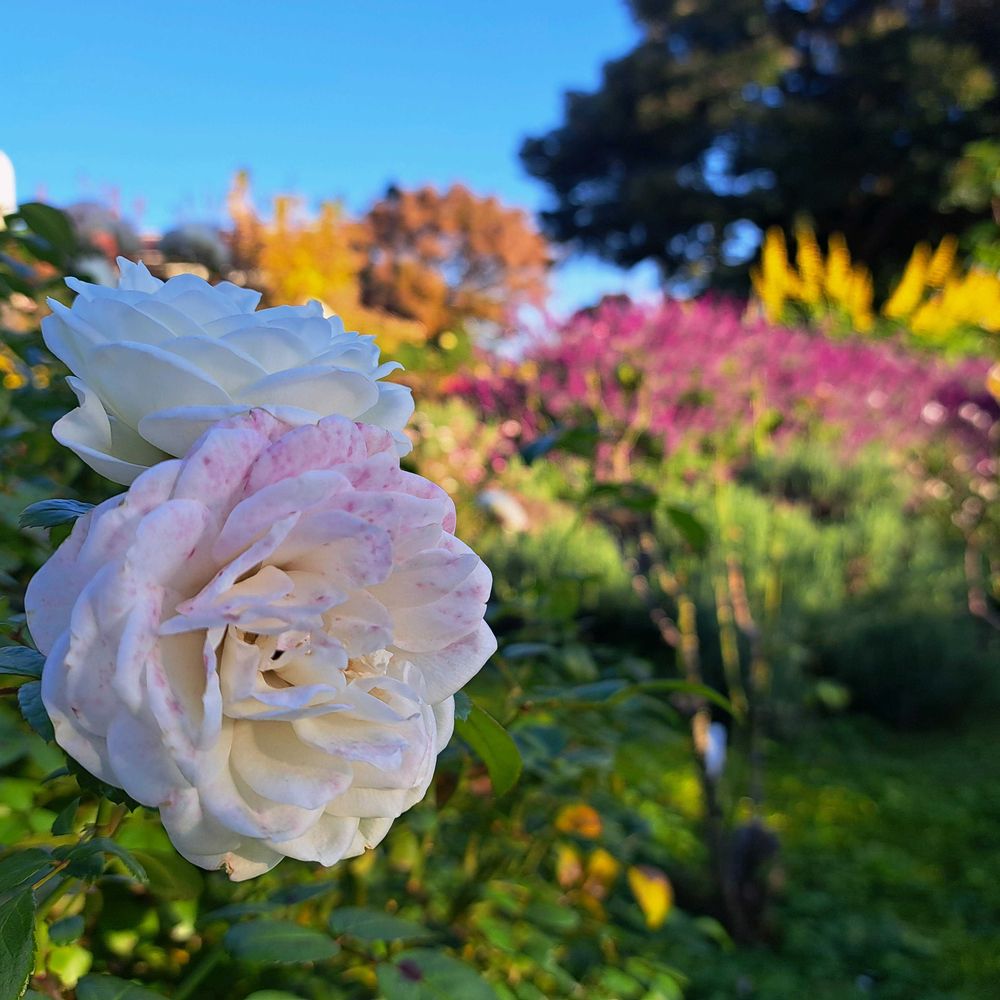エリィさんの港の見える丘公園への投稿