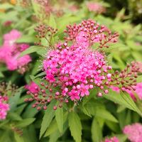 サザンカ,シモツケ ,ガーデニング,花のある暮らし,仕事先の画像