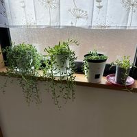 ルビーネックレス,アーモンドネックレス,三日月ネックレス,ドルフィンネックレス,多肉植物の画像