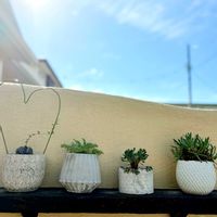 オーニソガラム,ペラルゴニウム,亀甲竜,アルブカ,オトンナ レトロルサの画像