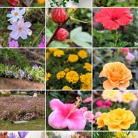 コスモス,ハイビスカス,ミニバラ,ローゼル,思い出の画像