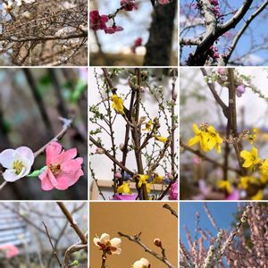 コブシ,ボケ,レンギョウ,思い出,お出かけ先の画像