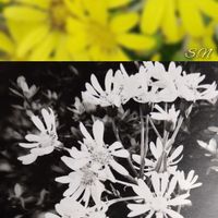 センリョウ,ツワブキ,ナデシコ,ハボタン,花のある暮らしの画像