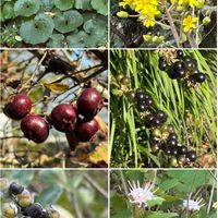 ツワブキ,サンザシ,ハマゴウ,コウヤボウキ,ツワブキ(石蕗)の画像