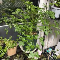 イタリアンパセリの画像