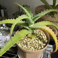 キダチアロエの画像