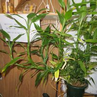 ミリオンバンブー,ドラセナ・サンデリアーナ,富貴竹,観葉植物,インテリアグリーンの画像