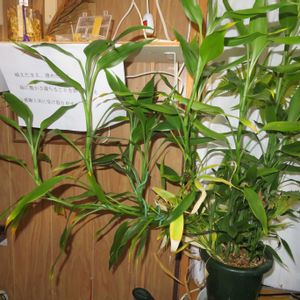 ミリオンバンブー,ドラセナ・サンデリアーナ,富貴竹,観葉植物,インテリアグリーンの画像