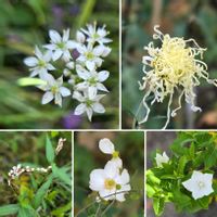 ハナニラ,ニラの花,しゅうめい菊,シュウメイギク・白,伊勢菊の画像
