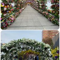 オンシジウム,コチョウラン,グロリオサ,ラン,熊本の画像