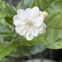 マツリカ,アラビアンジャスミン,沖縄,白い花マニア,おうち園芸の画像