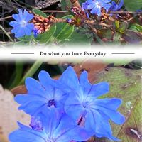 カラミンサ・ネペタ,ルリマツリモドキ,平塚花菜ガーデン,平和を願う,青い花マニアの画像