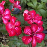 アイビーゼラニウム,iPhone撮影,小さな庭の画像