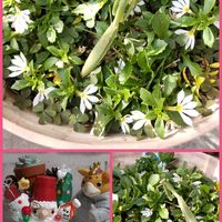 オキナワスズメウリ,ヘキギョレン,横浜セレクション フェアリープリンセス,サンクエール,山茶花(さざんか）の画像