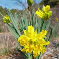 ウメ,スイセン,スイセン,スイセン,ムラサキハナナの画像