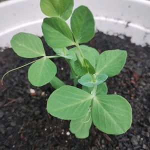 スナップエンドウ,ガーデニング,ネコ好き,プランター野菜,プランター菜園の画像