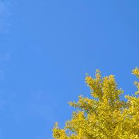 紅葉,銀杏,イチョウ,大銀杏,いちょうの画像