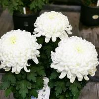 キク,キク,サザンカ,ワタ,ホワイトタイガーの画像