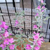 レウコフィルムの画像