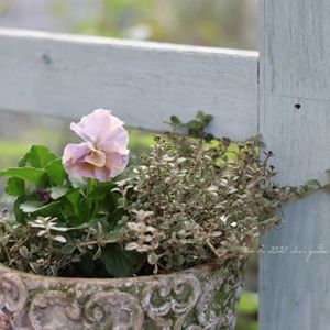 シルバータイム,プチトリアノン,花のある暮らし,緑のある暮らし,HTCの画像