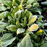 ズッキーニ,ほうれん草,初霜,白い水曜日♡,人に優しくの画像