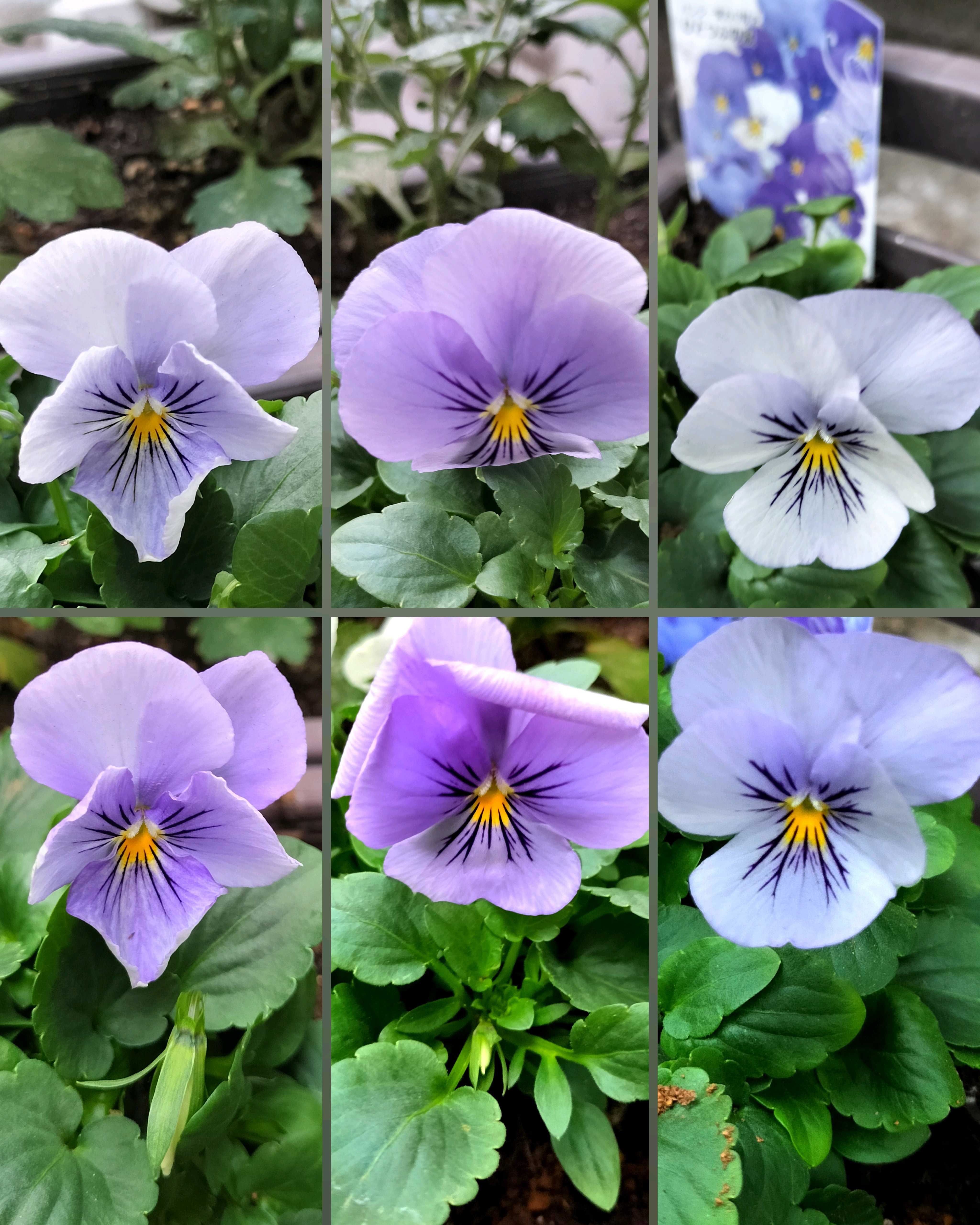 青いスミレ科マニアの一覧｜🍀GreenSnap（グリーンスナップ）