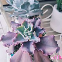 高砂の翁,銀波錦,多肉植物の画像