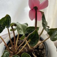 シクラメン,シクラメン,ジニア,ジニア,ヒャクニチソウの画像