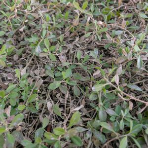 ヒメイワダレソウ,姫岩垂草（ヒメイワダレソウ）,グランドカバー,畑の画像