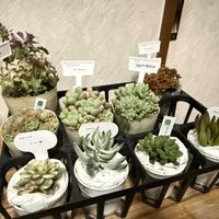 多肉植物,ガーデニング,プレゼント,母の日プレゼント,誕生日プレゼントの画像