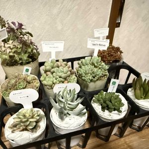 多肉植物,ガーデニング,プレゼント,母の日プレゼント,誕生日プレゼントの画像