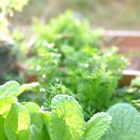 カモミール,ボリジ,初心者,花のある暮らし,植物大好きの画像