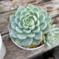 エレガンス,エレガンス,姫将軍,姫将軍,ラブリーローズの画像