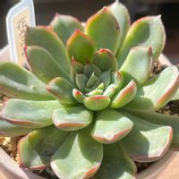 花うらら,エケベリア 花うらら,多肉植物,多肉大好き,多肉多肉多肉の画像