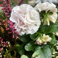 イチゴ,クローバー,カルーナ,プミラ,パンジー シュシュの画像