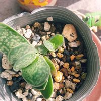 多肉植物,ガステリア,ガステリア,ボタニカルライフ,緑のある暮らしの画像