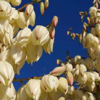 ユッカ,アツバキミガヨラン,海散歩♪,道端探し隊の画像