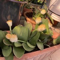 サボテン,マユハケオモト,花のある暮らし,玄関ドア外,テラスの画像