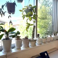 オリーブ,サボテン,ホヤ・カルノーサ,ソフォラ　リトルベイビー,リトープスの画像