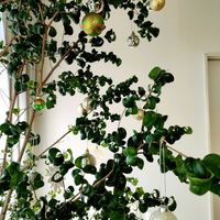 ベンジャミン・バロック,ライスフラワー,観葉植物,インドアグリーン,葉っぱ好きの画像