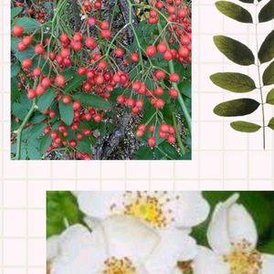 植木鉢,吊り鉢,花いろいろ,バラと夢CLUB,フェンスの隙間からの画像