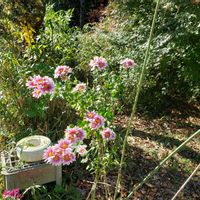 ローダンセマムの画像