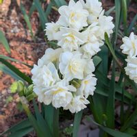 スイセン,スイセン,スイセン,スイセン,スノーフレークの画像