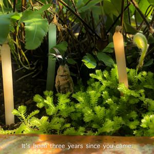 セラギネラ,セラギネラ オーロラ,観葉植物,シダ植物,プランターの画像