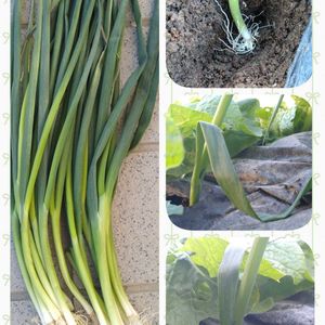 白菜,葉ネギ,オレンジミニ白菜,害虫対策,コンパニオンプランツの画像