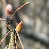 紅葉,サラサドウダン,サラサドウダン,冬芽.,冬芽.の画像