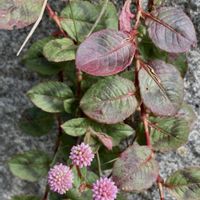 オクラ,キク,紅葉,ポリゴナム（ヒメツルソバ）,オクラの花の画像