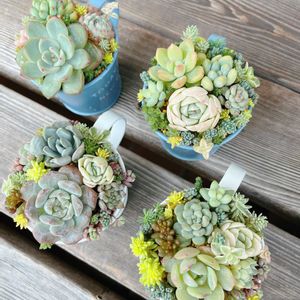 多肉植物,セリア,多肉寄せ植え,セダム大好き,神奈川タニラーの画像