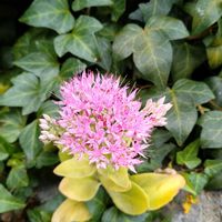 オオベンケイソウ,玄関アプローチの画像